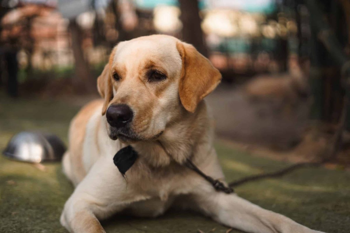 Labrador Retriever showing joyful affection and wholehearted devotion to family.
