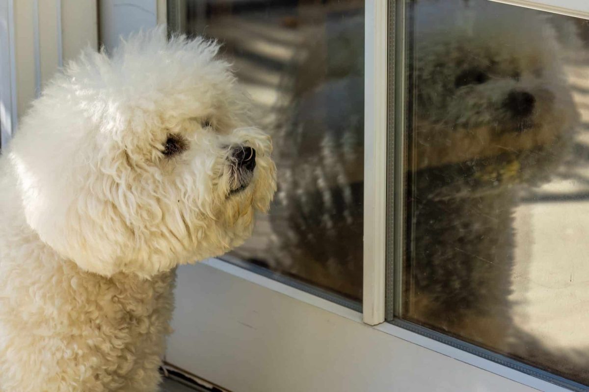 Bichon Frise radiating cheerful affection with a tender sensitive heart.