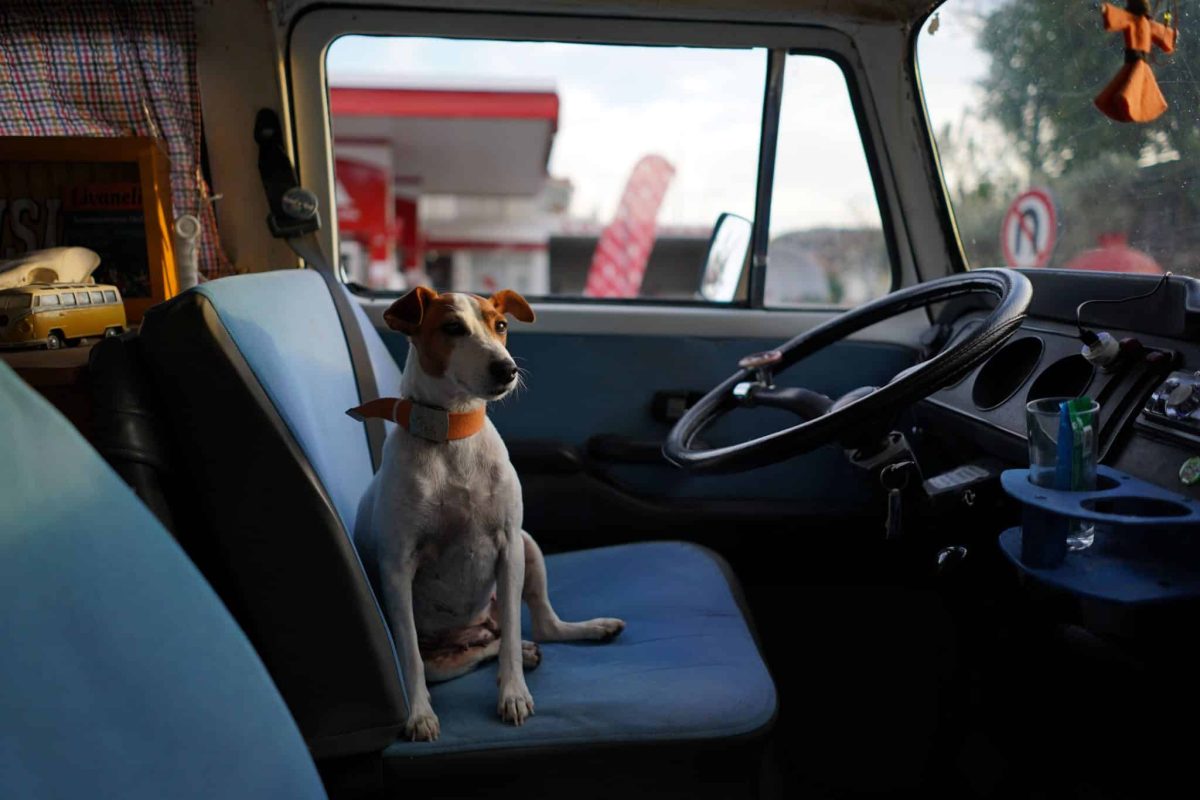 Jack Russell Terrier bursting with excitement for every road adventure.