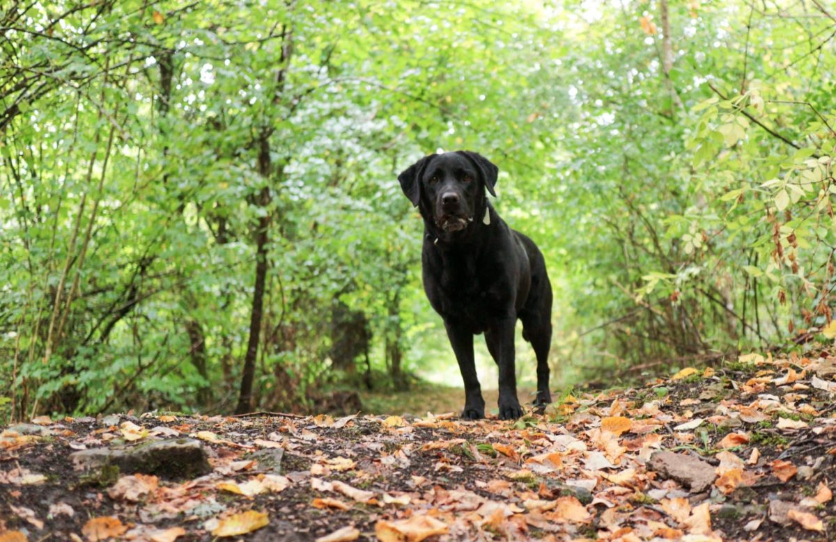 Labrador Retriever radiating cheerful energy and readiness for outdoor exploration.