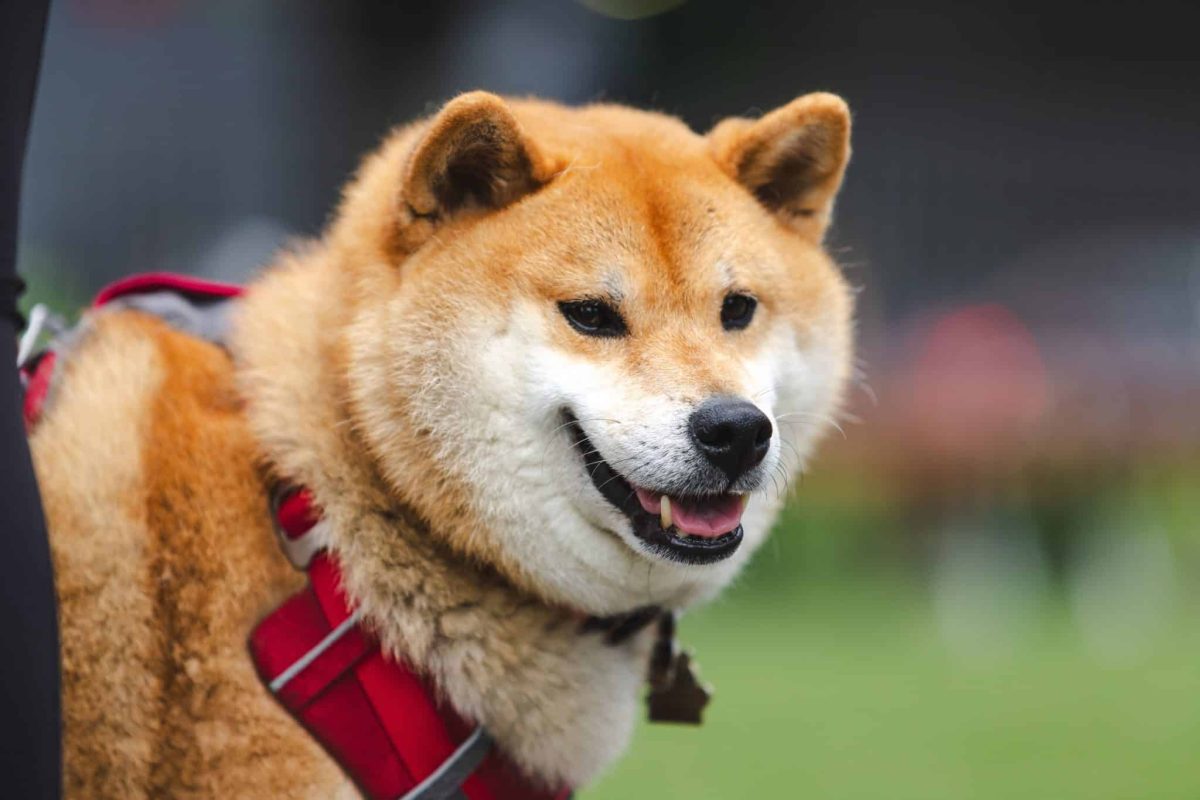 Shiba Inu wearing a confident expression filled with dignified sass.