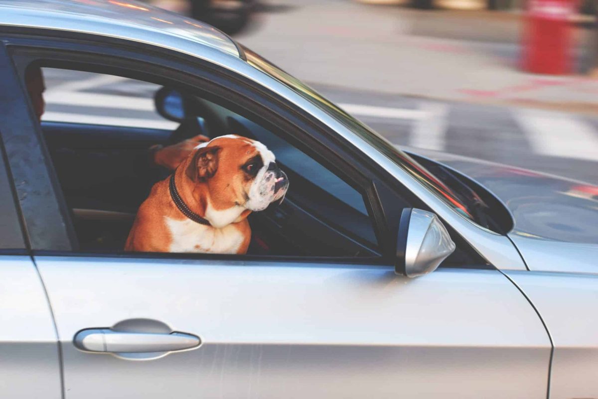 English Bulldog happily enjoying another relaxing family road trip.