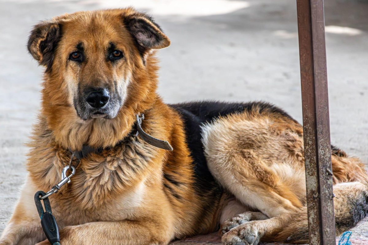 German Shepherd displaying devoted confidence and steadfast loyalty toward family.