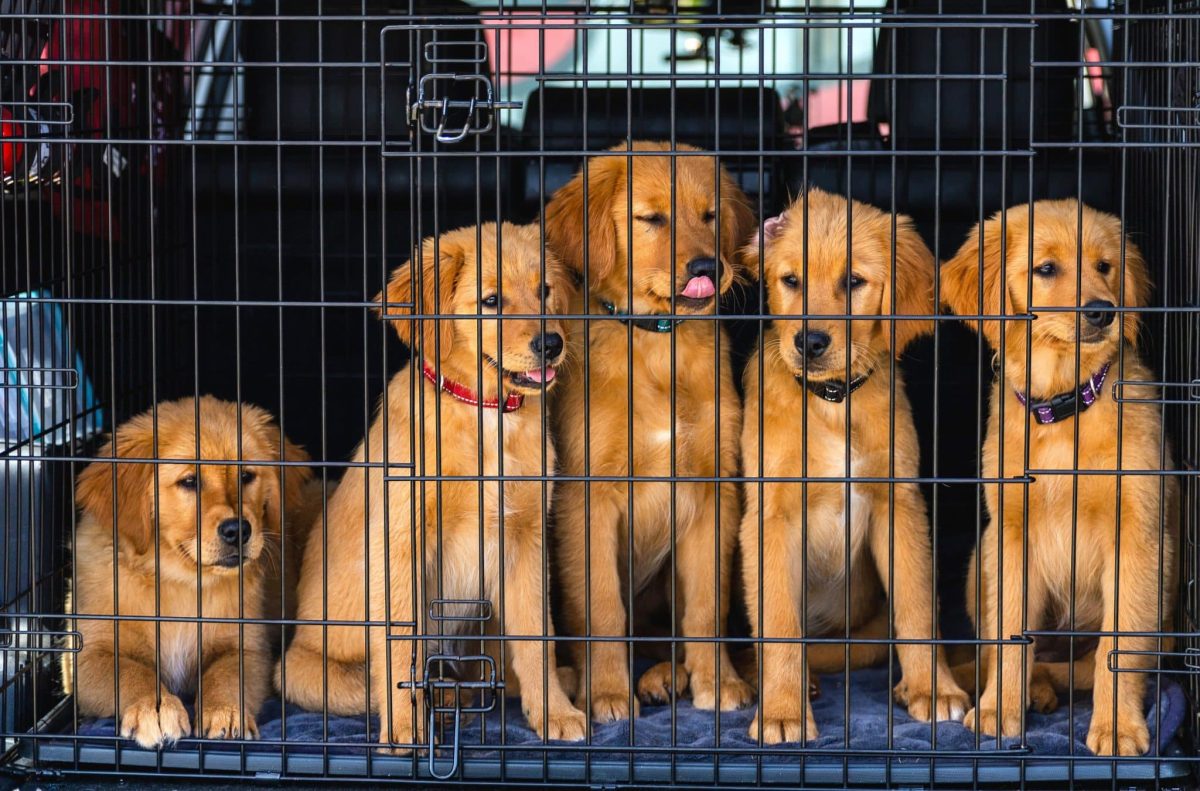 Joyful dogs with an eager expression, ready for the next exciting adventure on the road.