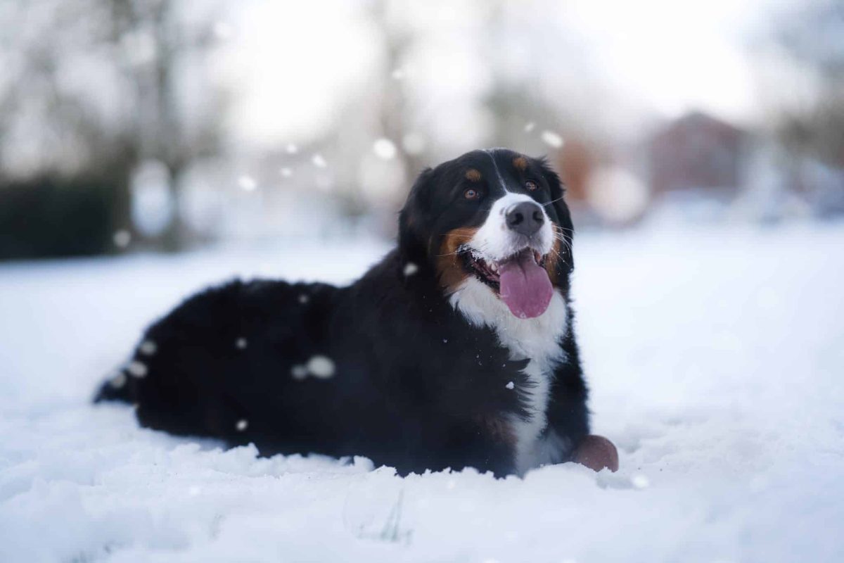 Bernese Mountain Dog enjoying cooler days beneath its beautiful thick coat.