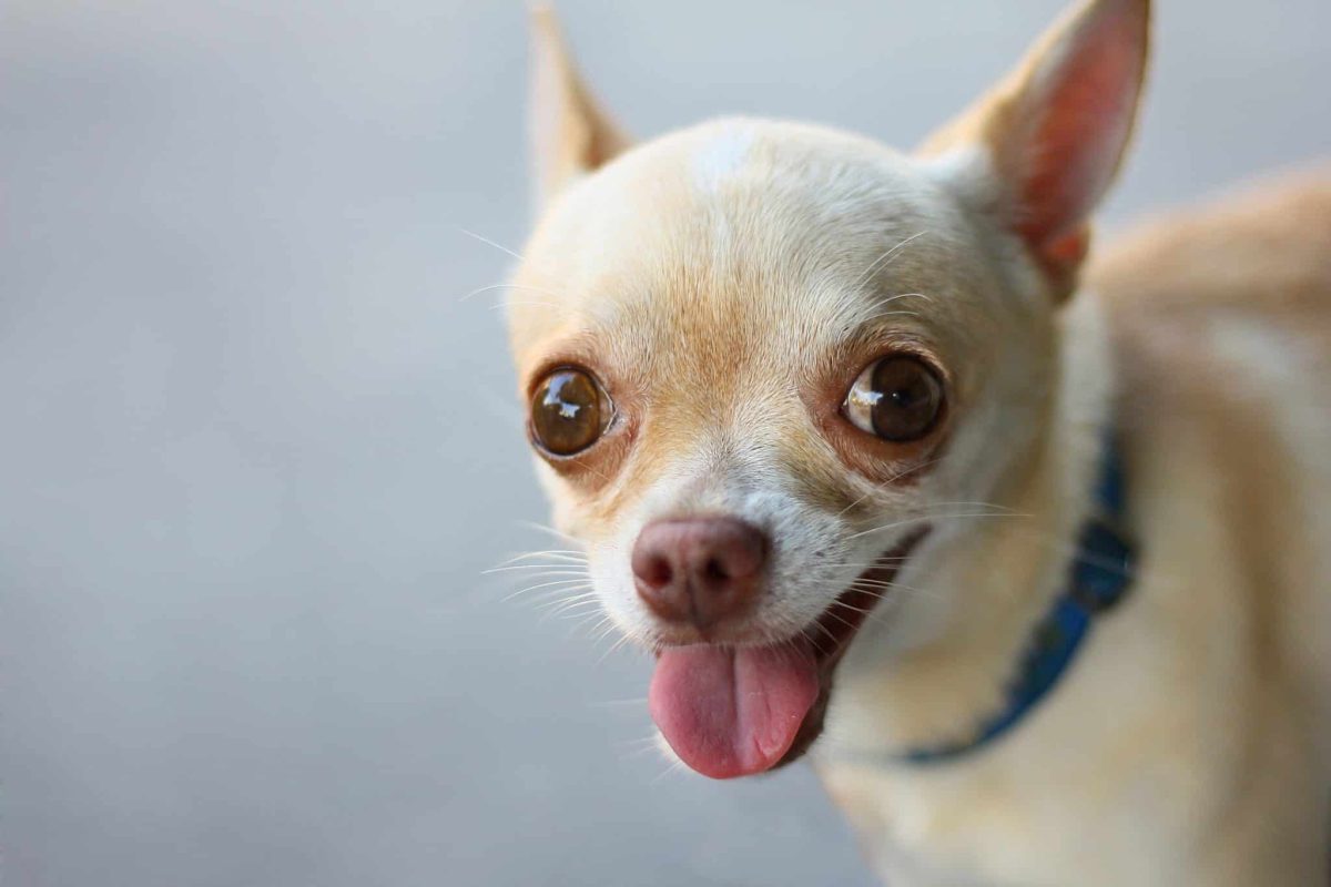 Chihuahua expressing fearless sass through an alert and confident pose.