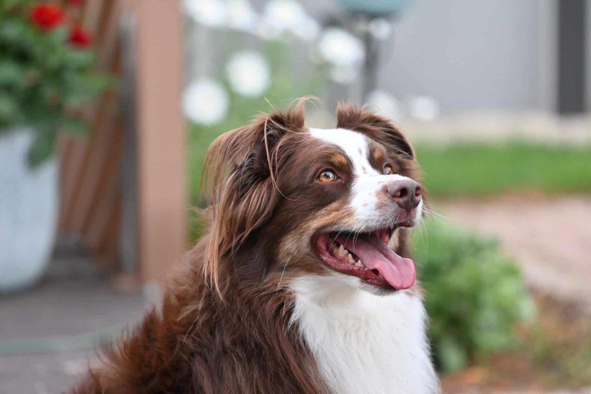 Australian Shepherd displaying colorful markings and bright expressive beauty.