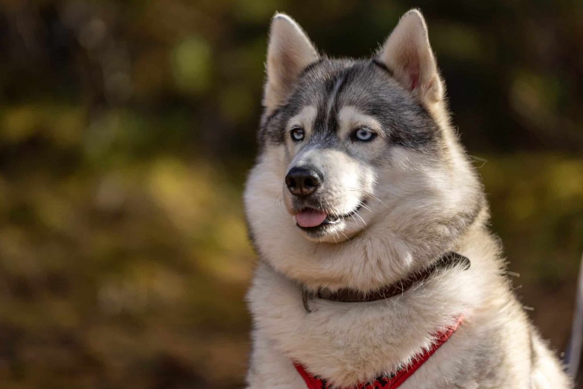 Siberian Husky displaying adventurous spirit and impressive rugged outdoor confidence.
