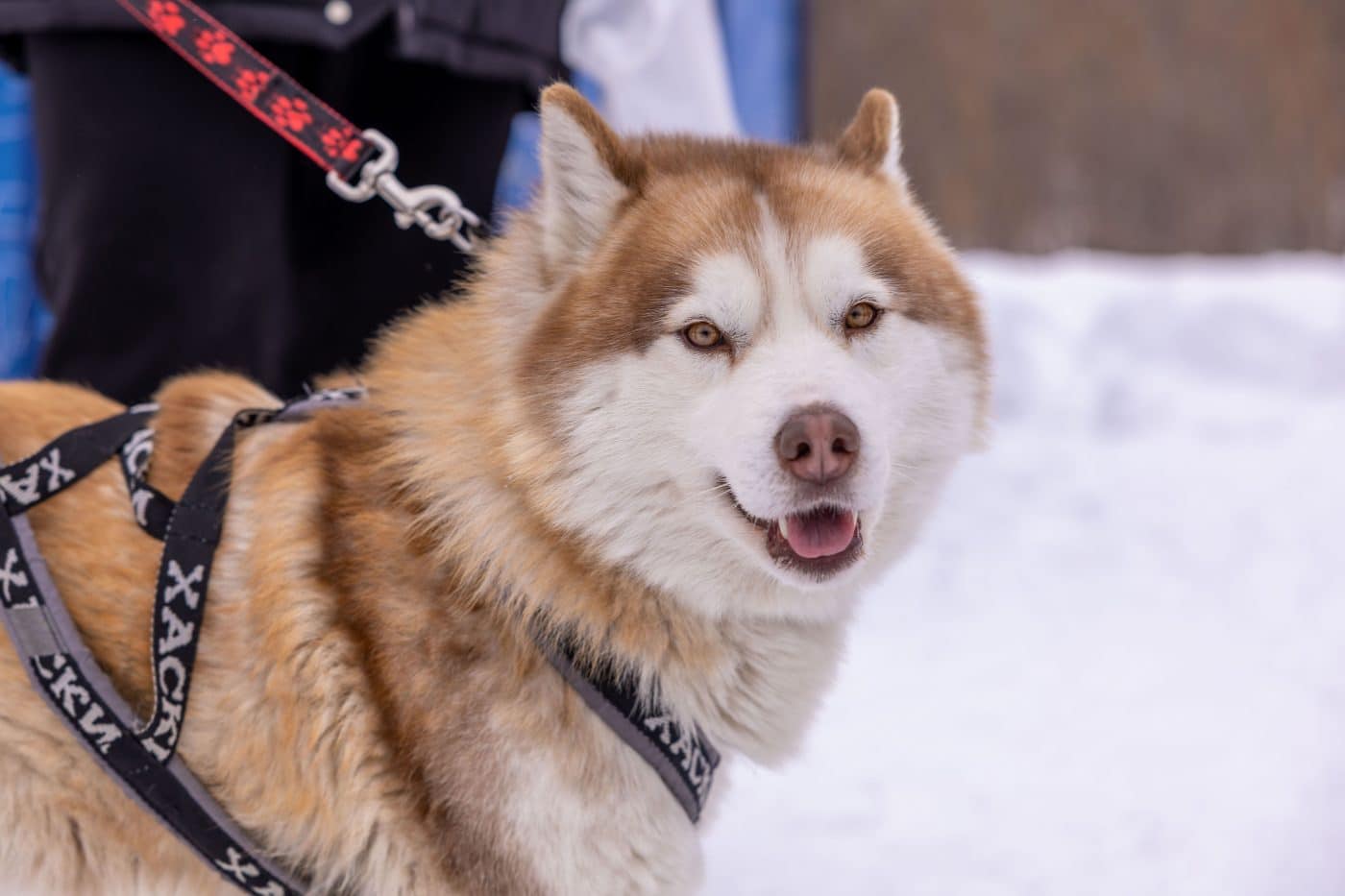 Siberian Husky looking energized and ready for refreshing cold-weather adventures.