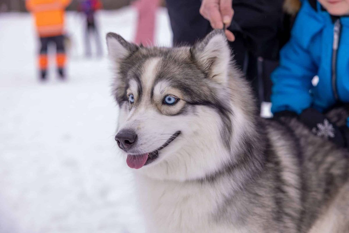 Siberian Husky displaying striking features and captivating natural beauty.