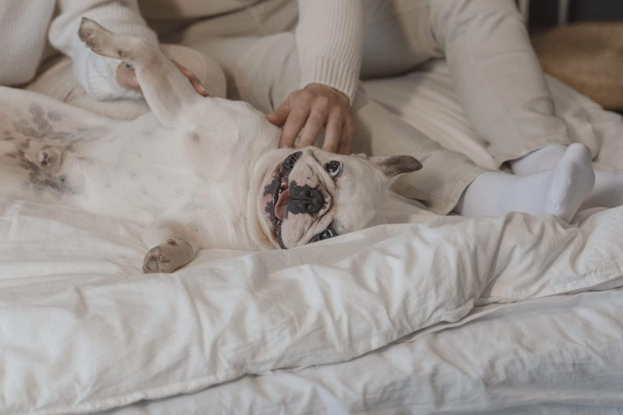 French Bulldog enjoying the cozy satisfaction of staying home and relaxing.