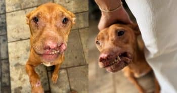 PetWireDaily — Dog Found in a Pile of Trash Survived the Unthinkable. Now She Needs the Right Home