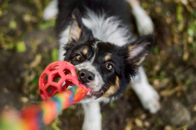 Dog gripping a rope toy and pulling back with its whole body