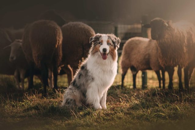 A working high-energy dog herding sheep
