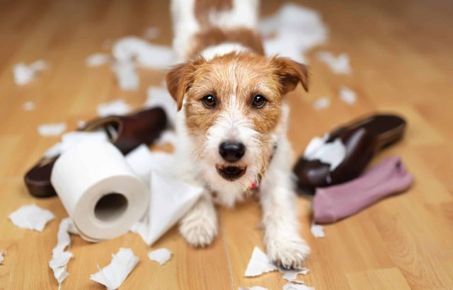 A high-energy dog shredding owner's shoes and paper due to lack of exercise and mental stimulation