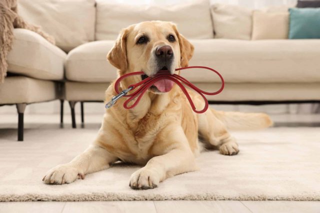 Walks aren't enough to tire out a high-energy dog.