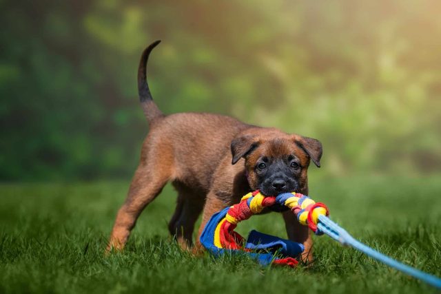 Puppy pulling on a knotted rope tug toy in the grass