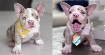 PetWireDaily — Losing an Eye Won’t Stop This Sweet Puppy From Finding Love
