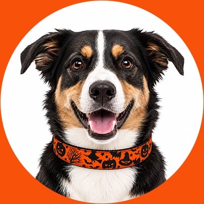 Collars & Bandanas Products