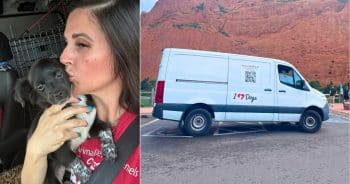In Rural Texas, One Rescuer's Road Trips Give Abandoned Dogs a Way Out
