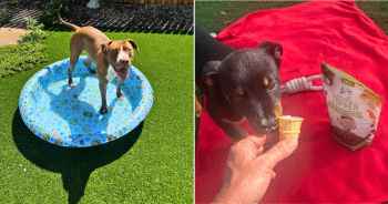 PetWireDaily — These Shelter Dogs Beat the Heat Thanks to Our Hero VIP Club Members