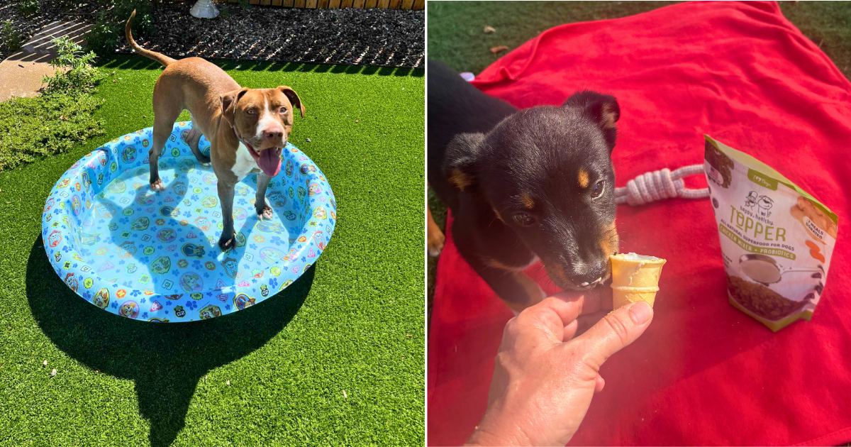These Shelter Dogs Beat the Heat Thanks to Our Hero VIP Club Members