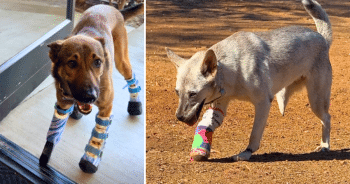 PetWireDaily — Thanks to iHeartDogs’ Hero VIP Club, Brooke and Clifford Are Truly Unstoppable