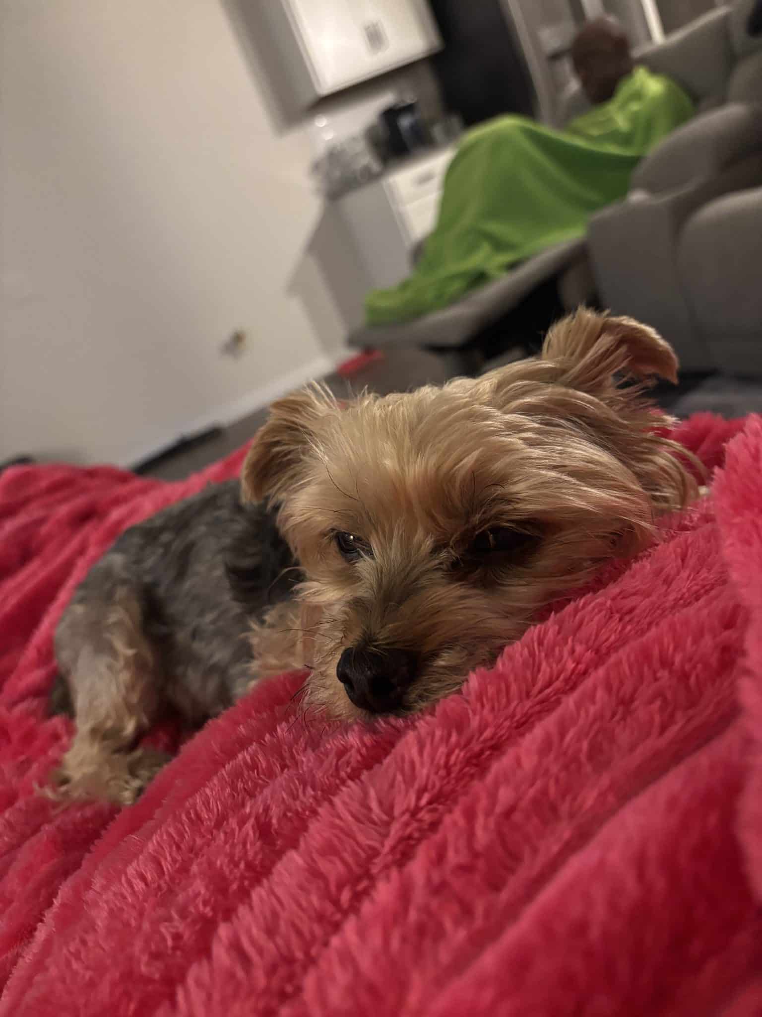 Prince