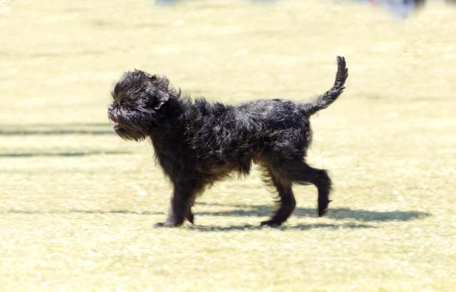 Black affenpinscher trotting across grass, one of many small dogs with food sensitivities needing recipe options