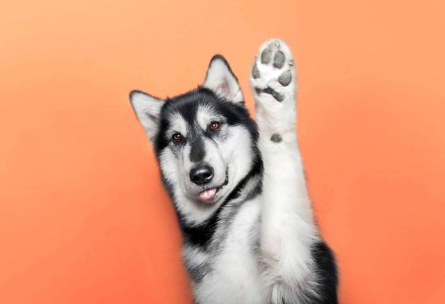 Alaskan Malamute raising a paw as if asking a question, introducing frequently asked dog food questions
