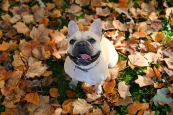 Happy dog ready for Halloween with a dog boo basket
