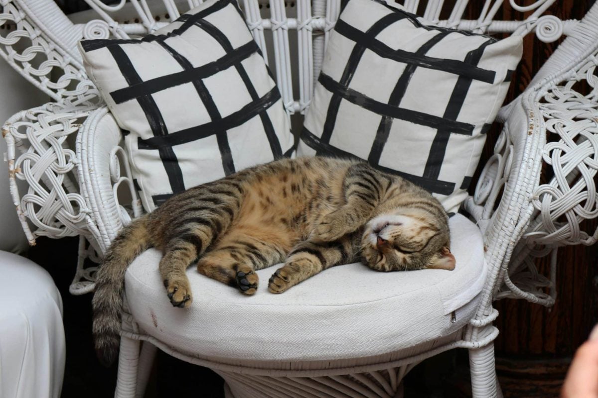 A relaxed cat comfortably settled in a favorite chair, looking perfectly content after claiming the cozy spot.