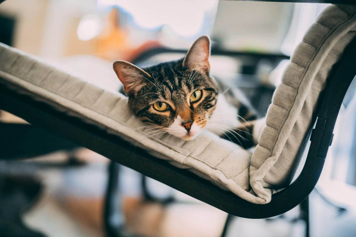 A relaxed cat comfortably curled up in a favorite chair and looking perfectly settled.