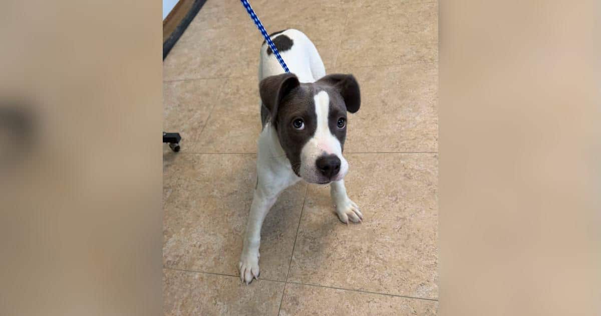 Trooper Spots Crate at Rest Stop and Finds the Saddest Eyes Looking Back
