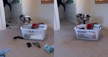 PetWireDaily — Australian Shepherd Does More Housework Than Most Humans and Makes It Look Easy