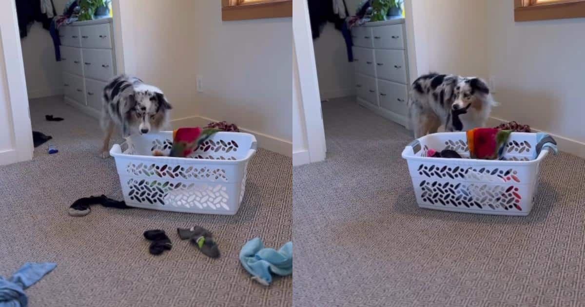 Australian Shepherd Does More Housework Than Most Humans and Makes It Look Easy