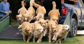Golden Retrievers in Vermont countrys