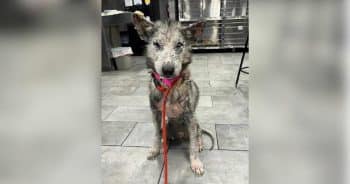 PetWireDaily — Husky Who Lost a Leg After Being Shot Shows Everyone What She Didn’t Lose