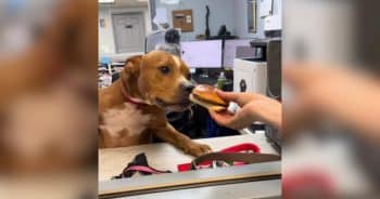 PetWireDaily — Every Shelter Dog Gets a Hamburger, but the Best Treat Comes Later