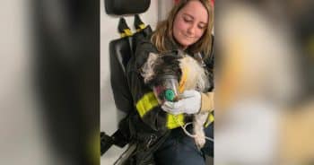 PetWireDaily — Curious Terrier Gets Tangled in Recliner and Needs a Heavy-Duty Rescue