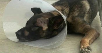 PetWireDaily — Police K-9 Stabbed Several Times in the Face While Helping Arrest Burglary Suspect