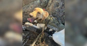 Rookie K-9 Archie Helps Find Three Missing Kids in Colorado