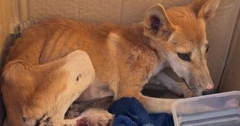 PetWireDaily — Terrified Dingo Puppy With a Broken Leg Was Surviving on Bugs and Scraps