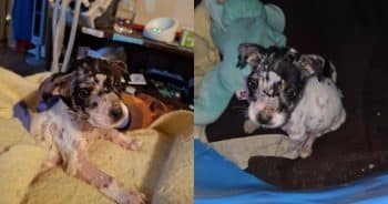 PetWireDaily — 85-Year-Old Rescuer Saves Puppy Left on Ant Hill to Die