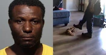PetWireDaily — Dog Treat Camera Captures Worker Allegedly Attacking 5-Pound Senior Chihuahua