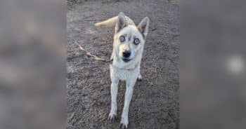 PetWireDaily — Couple Swore They Wouldn’t Get Another Dog Until a Blind Husky Changed Everything