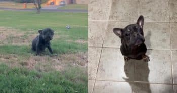 PetWireDaily — Starved Dog Shot Twice in the Head Stuns Caregivers With Her Will to Survive