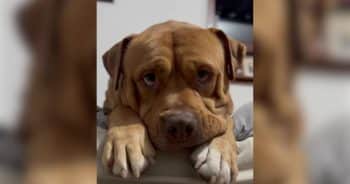 PetWireDaily — Stray Dog Was on His Last Day When Someone Drove 14 Hours Just to Save Him