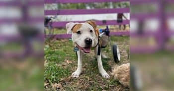 PetWireDaily — Dog Waits 1,502 Days for a Home, Then His Rescue Shares the Best Secret