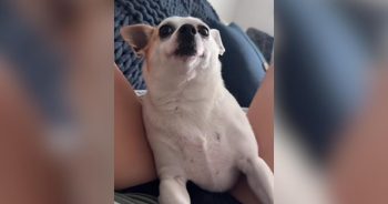 PetWireDaily — Foster Dog Finds an Adopter on His Second Day, but There Was Just One Problem
